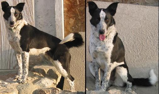 Ticked border sales collie
