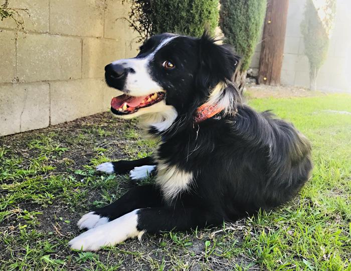 Lila