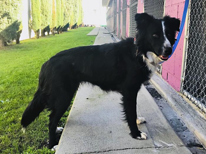 Lila