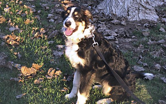 Murphy