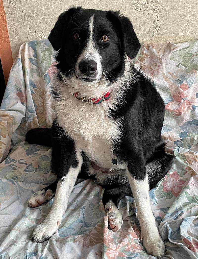 Nova
