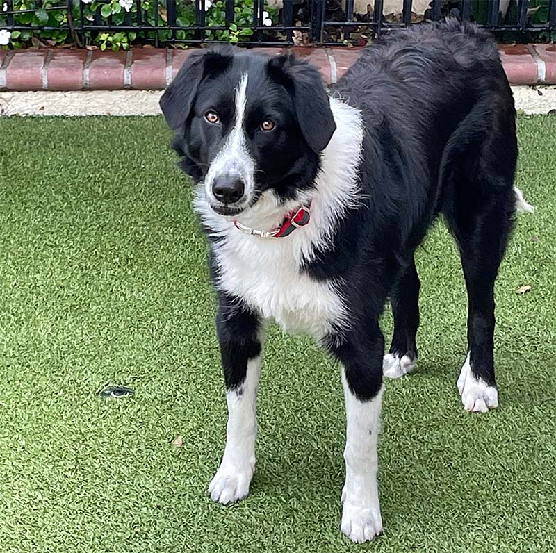 Nova
