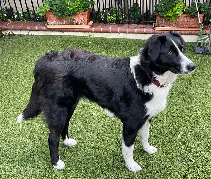 Nova