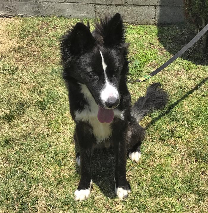 Border Collies In Need Of Adoption In Southern California