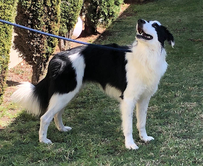 Oreo
