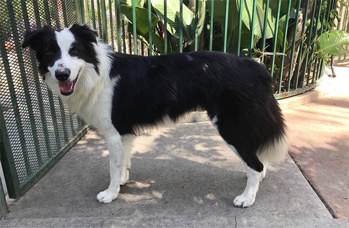 Oreo