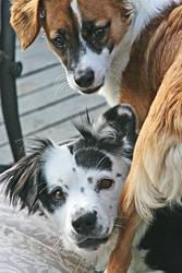 Pebbles & Bam Bam