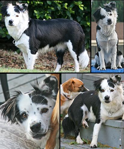 Border Collies In Need Of Adoption In Southern California Border Collies In Need Of Adoption In Southern California