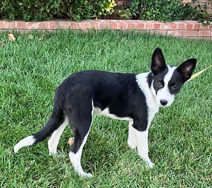 Pip