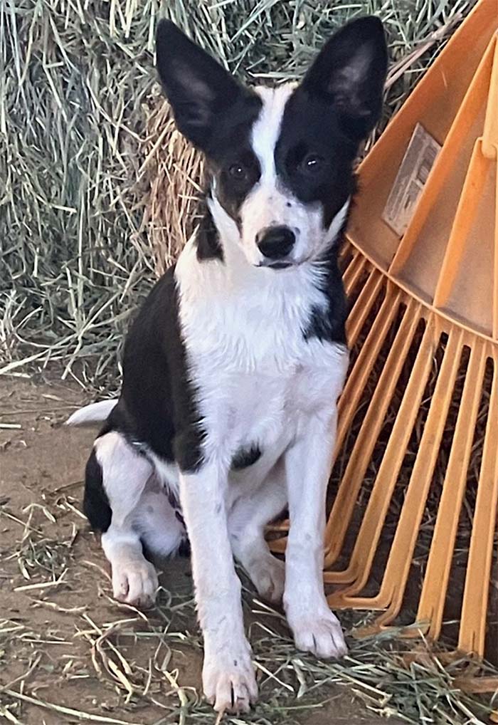 Pip