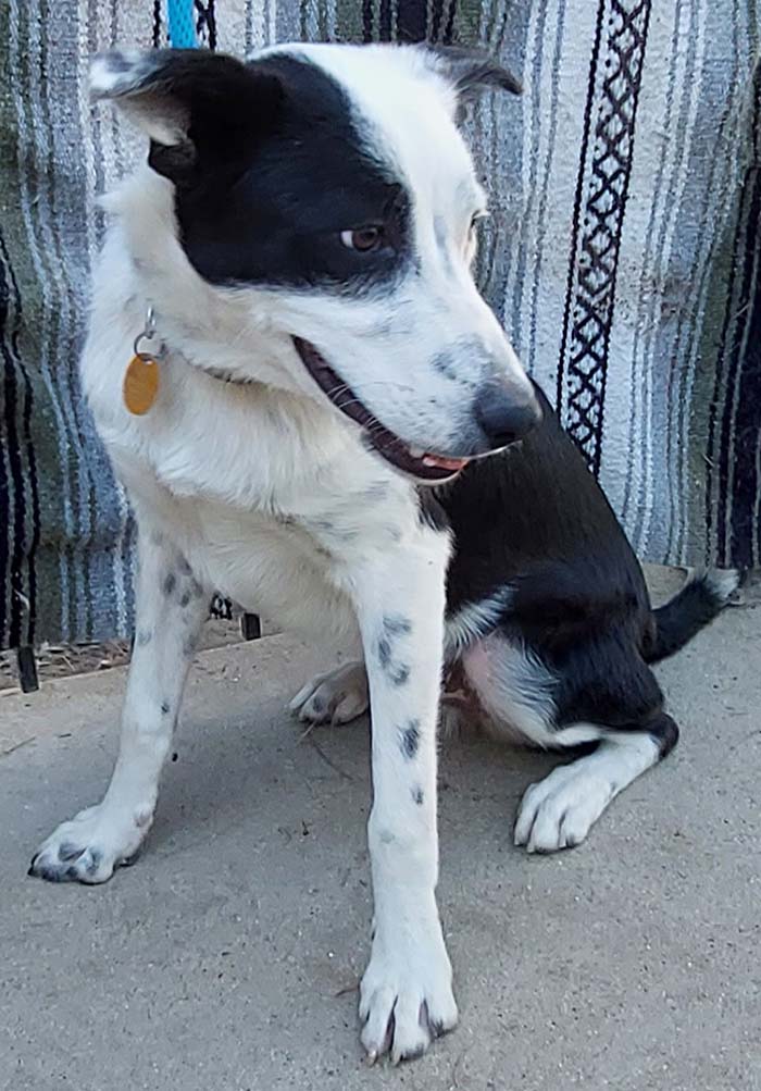 Banjo