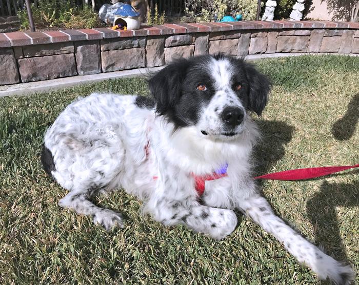 Border Collies In Need of Adoption in Southern California