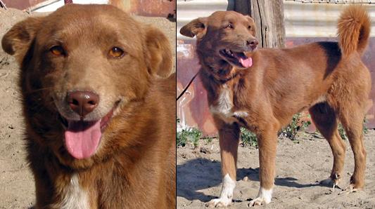 Ruby Collie Border Collies In Need of Adoption in Southern California