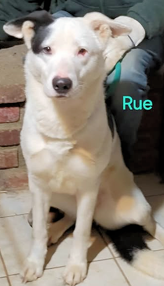 Rue