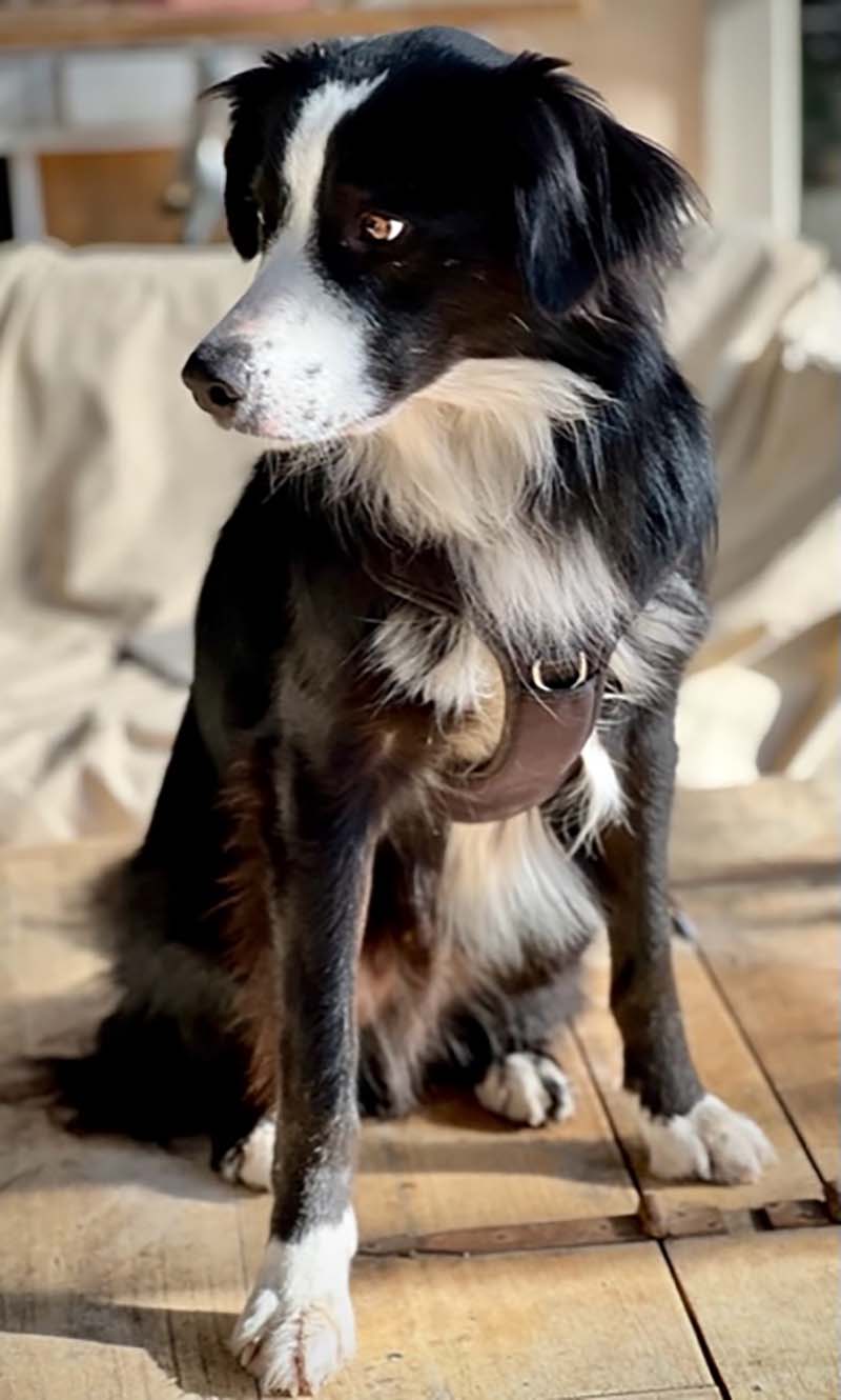 Heidi