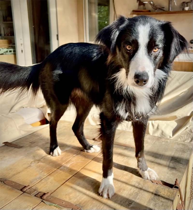 Heidi