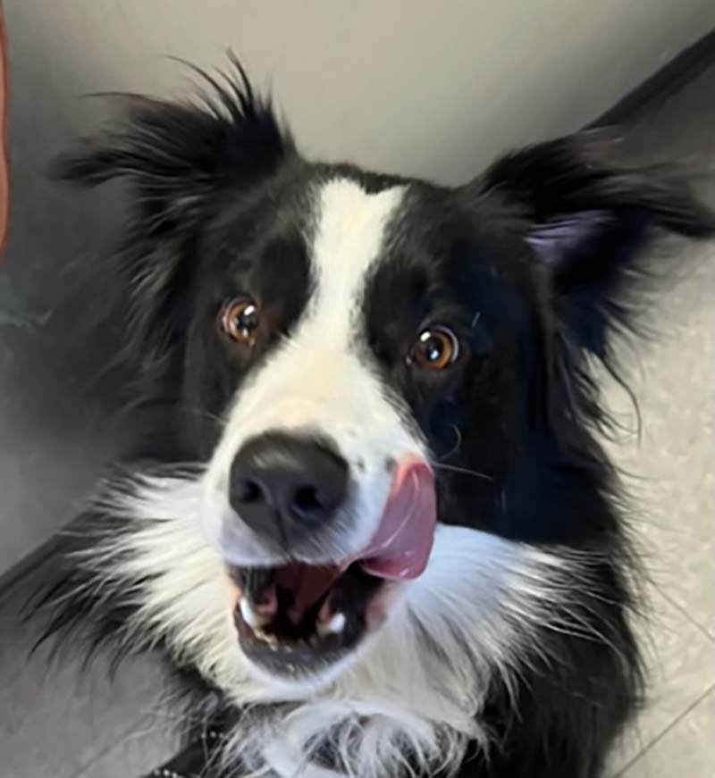 Heidi