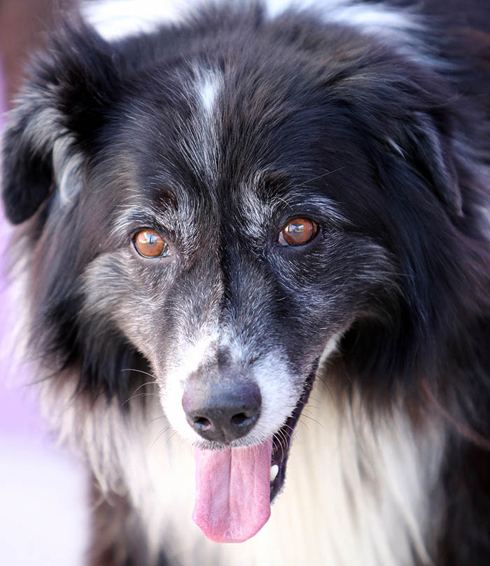 Sammy