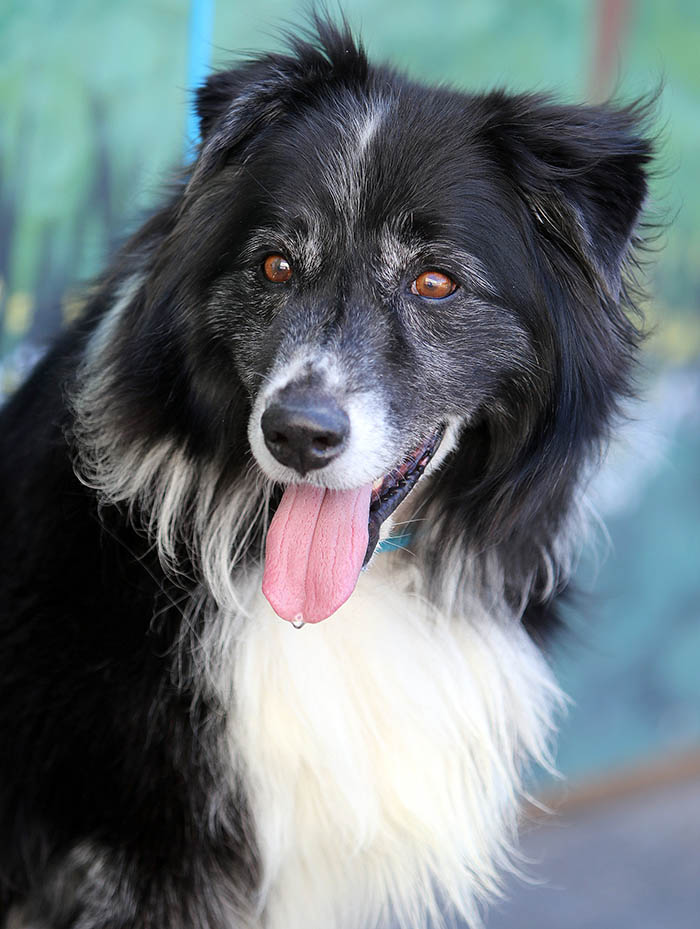 Sammy