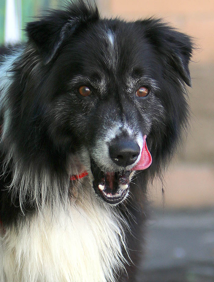 Sammy
