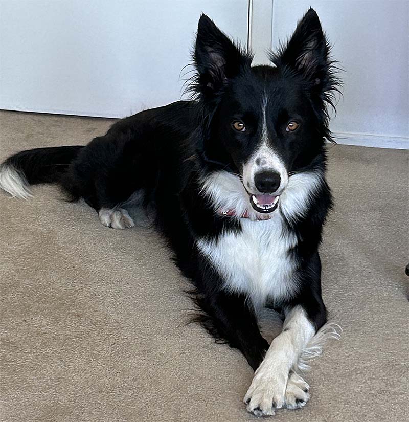 Scout