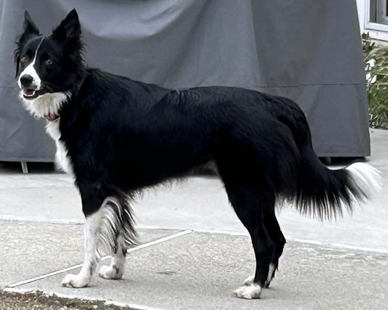 Scout