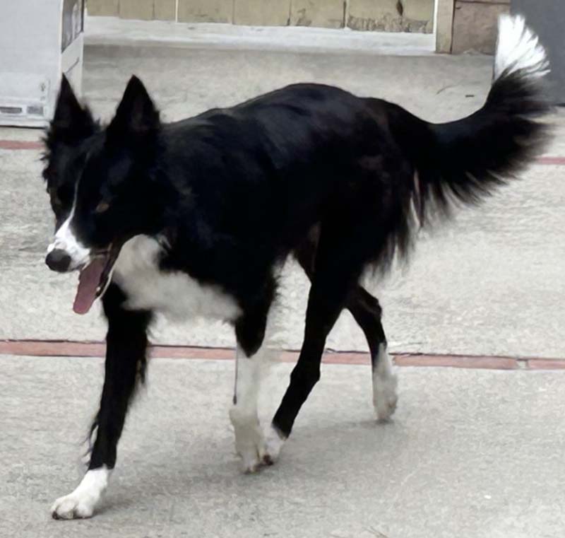 Scout
