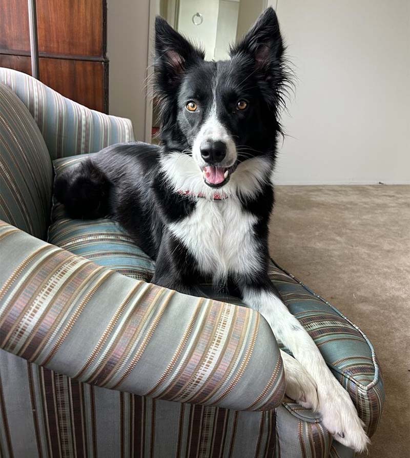 Scout