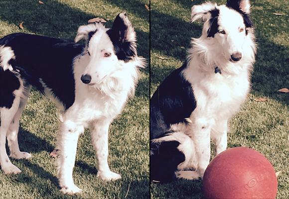 Border collie hot sale docked tail