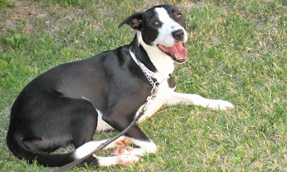 Border collie hound best sale mix