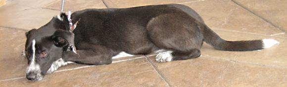 Wilbur