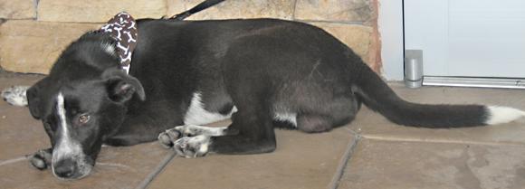 Wilbur